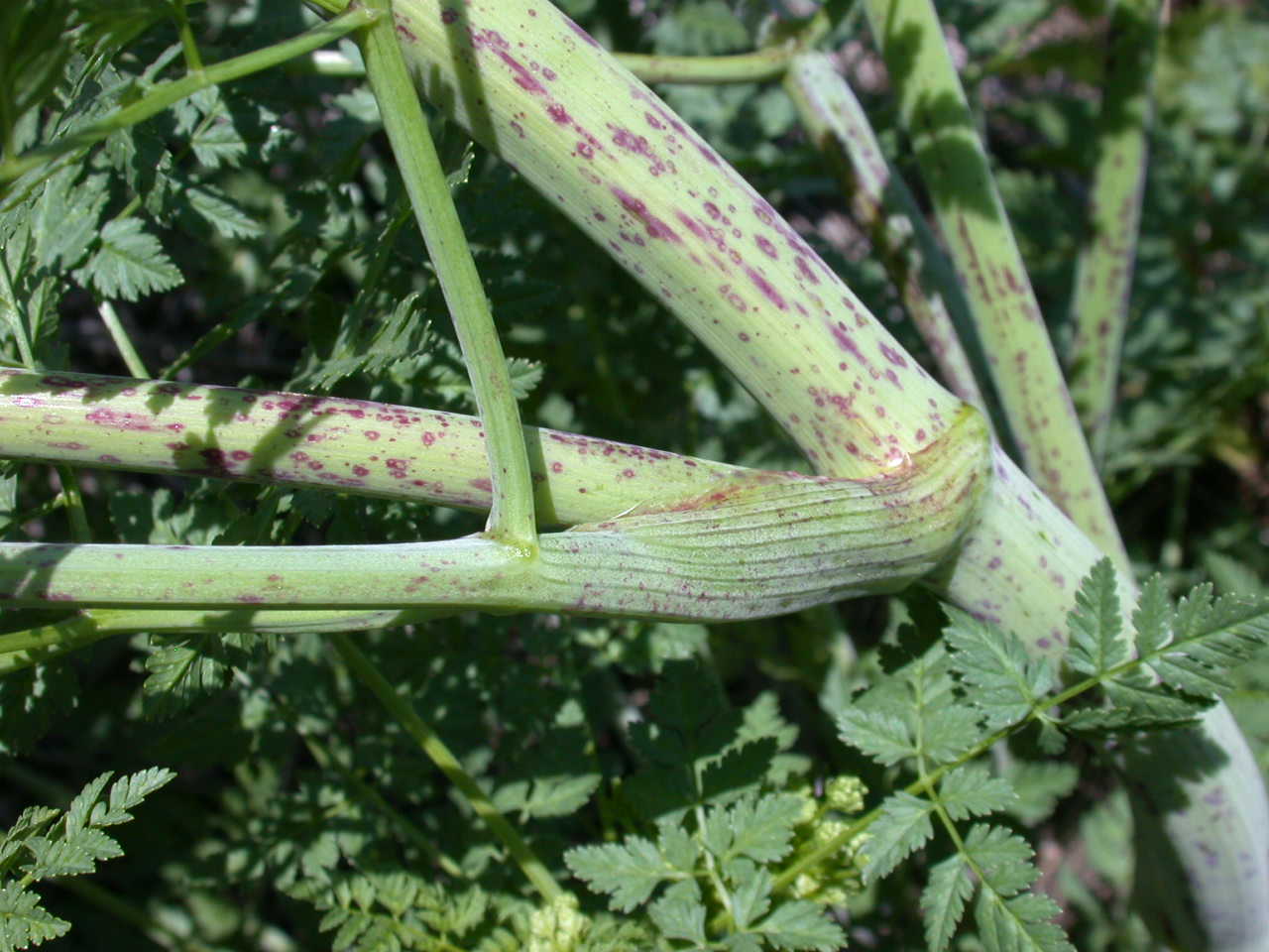 Conium maculatum / Cicuta maggiore